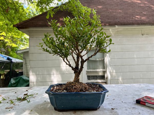 Boxwood Harlandii Bonsai