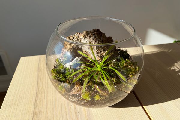 Terrarium