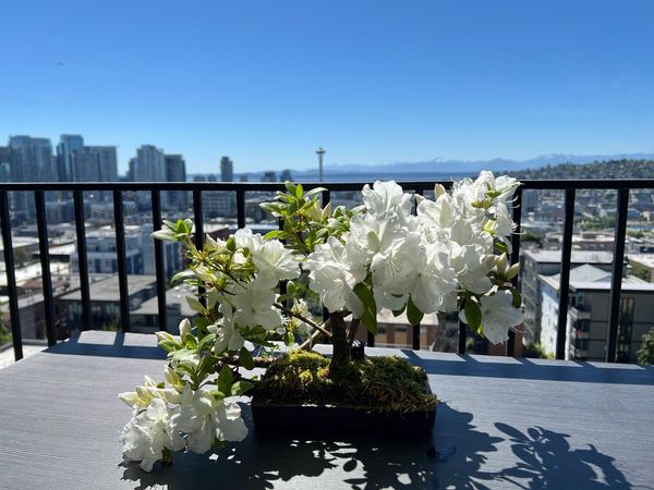 Azalea Bonsai