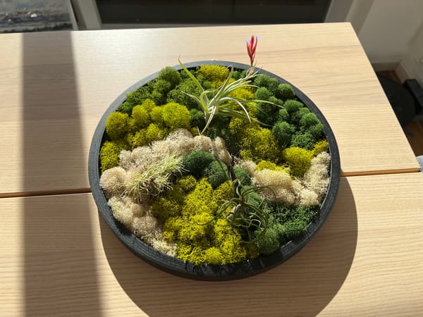 Air Plants!